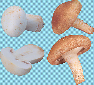 4个漂亮蘑菇免抠png透明图层素材
