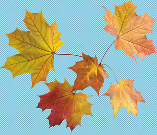 多片红色秋天树叶免抠png透明图层素材