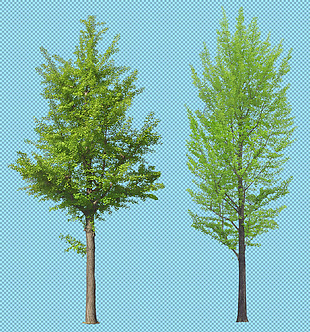 两棵高大的大树免抠png透明图层素材