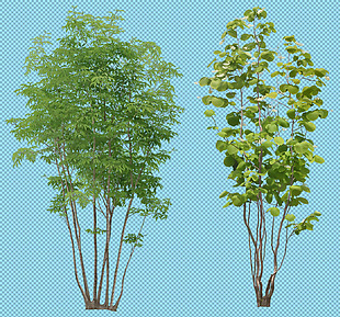 两棵绿色小树免抠png透明图层素材