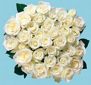 一大束白玫瑰免抠png透明图层素材