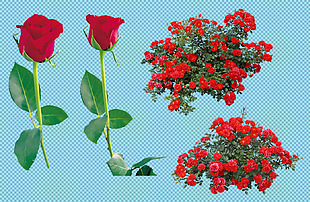 漂亮红玫瑰免抠png透明图层素材