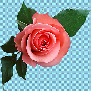 一朵粉红玫瑰免抠png透明图层素材