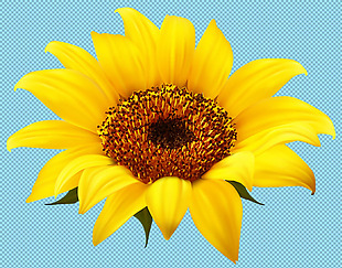 一朵金色向日葵免抠png透明图层素材