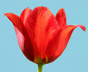 红色郁金香免抠png透明图层素材