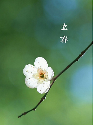 立春白色花朵H5背景素材