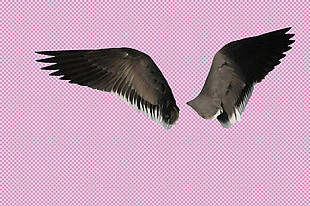 黑色的翅膀免抠png透明图层素材