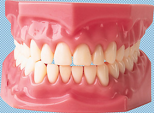 牙龈牙齿免抠png透明图层素材
