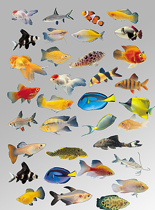 一组各种各样的色彩斑斓鱼类海洋生物元素
