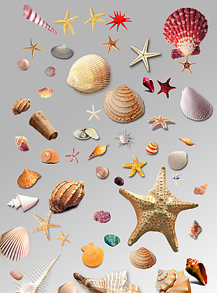 一组各种各样贝壳海星海螺海洋生物元素