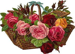 盛开在花篮里的玫瑰花