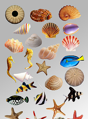 一组田螺海螺海星海马贝壳鱼类海洋生物元素