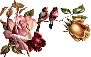 粉色花朵与鹦鹉相框素材图片