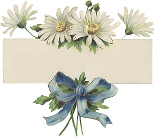 白色菊花相框素材图片