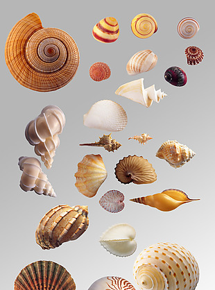 一组海螺海贝贝壳实物海洋生物元素集合