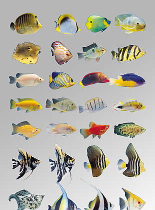 一组写实各种海鱼生物动物元素