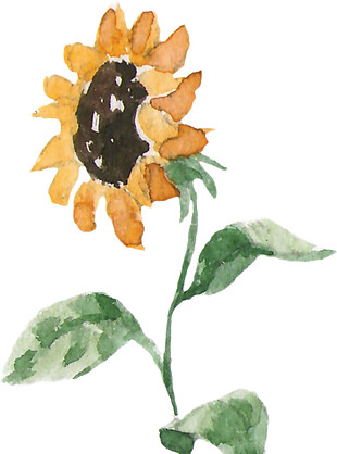 手绘向日葵素材图片