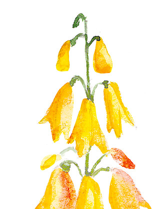 黄色花朵花卉素材图片