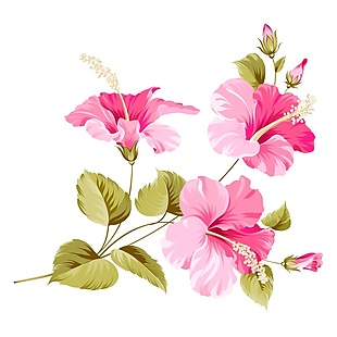 粉色花卉矢量素材