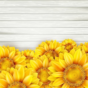 金色向日葵花卉白色木板背景矢量素材