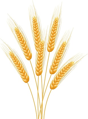 小麦相关图案矢量素材