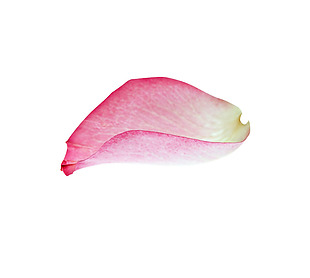 手绘粉色花瓣元素