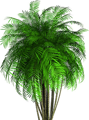 绿色棕榈树实物图