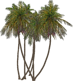 简约棕榈树PNG元素