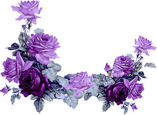 紫色玫瑰藤蔓装饰图案PNG元素