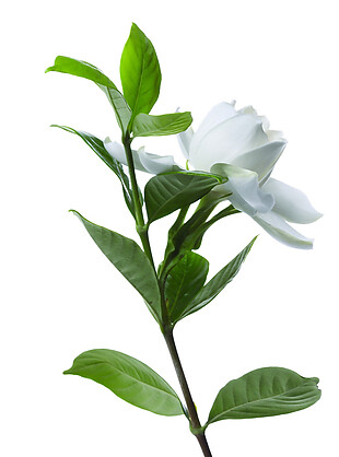 白色玫瑰花素材图片