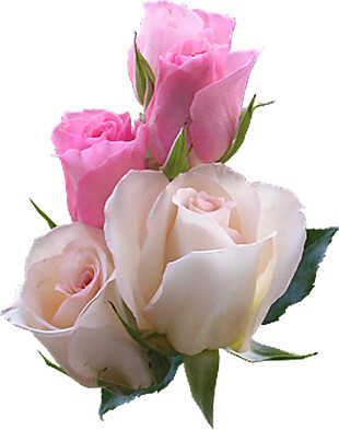 粉红色玫瑰花素材图片