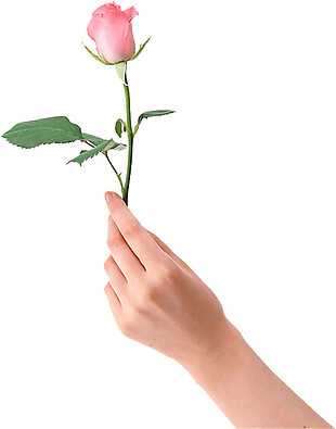 手拿一支玫瑰花图片