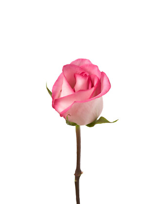 一支粉色玫瑰花图片