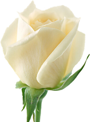 一朵白玫瑰素材图片