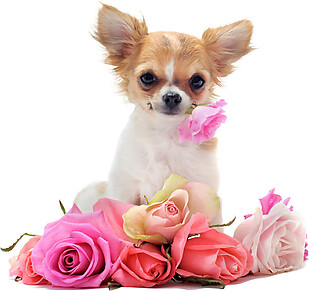 玫瑰花与小狗素材图片