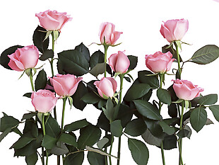 粉色花朵玫瑰花素材图片