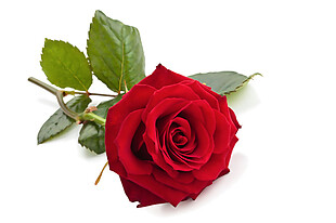 一朵红玫瑰花素材图片
