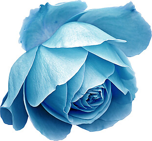 手绘蓝色玫瑰素材图片
