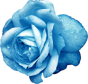蓝玫瑰花朵图案