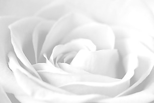 浪漫白色花朵背景