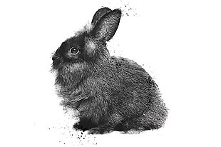 一组黑白水墨可爱兔子素材
