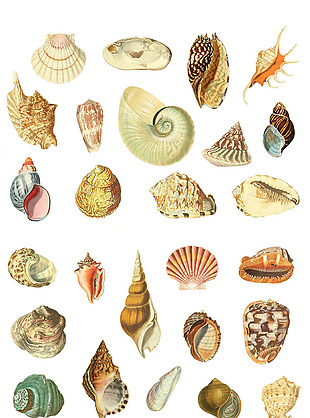 海洋生物海螺