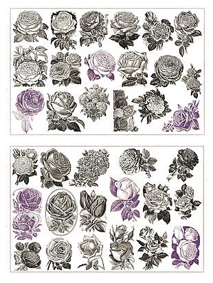 黑白紫色素描玫瑰