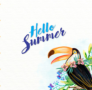 彩绘夏季犀鸟和花卉矢量