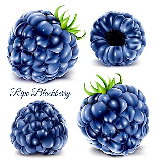 水彩蓝莓矢量图片