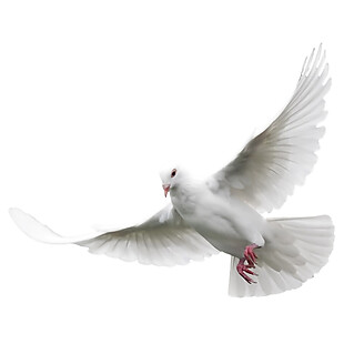 白色和平鸽PNG元素