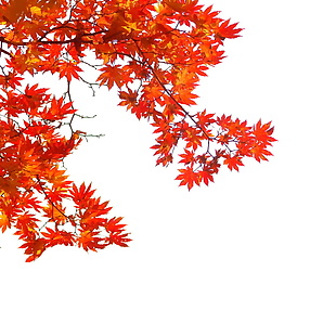 精美秋季枫叶元素