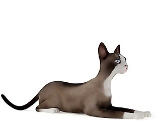 咖啡色猫模型素材