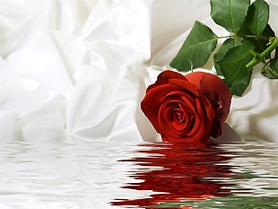 3D立体红色玫瑰戏水背景墙