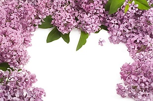 唯美紫色花朵花簇背景墙壁画墙画